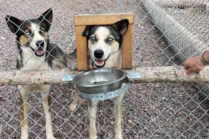 Husky Cuddle at Fjälläventyr Dog Park - Admission Ticket - Husky Interaction and Petting Opportunities