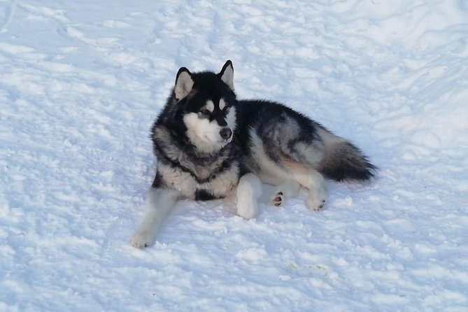 Husky Safari - Accessibility and Health Considerations