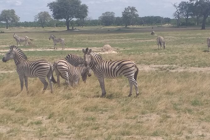 Hwange National Park Full Day Trip - Wildlife Viewing Opportunities