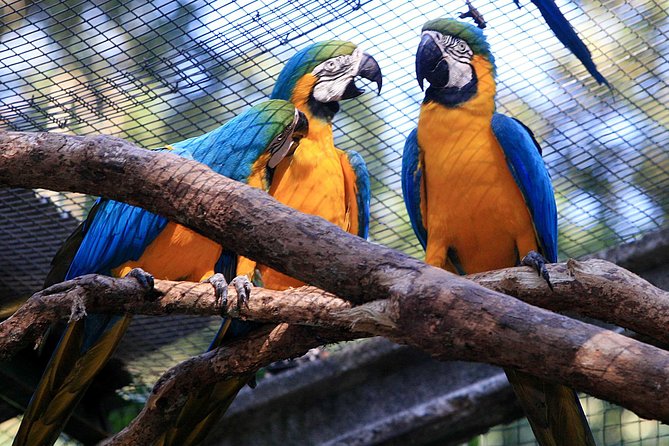 Iguassu Bird Park - Tickets Included - Bird Species and Native Animals