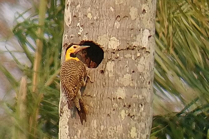 Iguazu Sunset & Nocturnal Birdiwatching - Witnessing the Sunset Spectacle