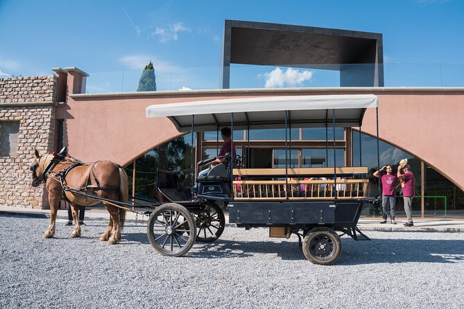 In a Carriage Among the Vineyards, Visit of the Cellar, Tasting of Organic Wines. - Tasting and Pairing