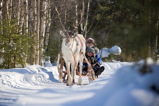 In Pursuit of Reindeer - Snowmobile Safari to Reindeer Farm in Rovaniemi - Itinerary Highlights