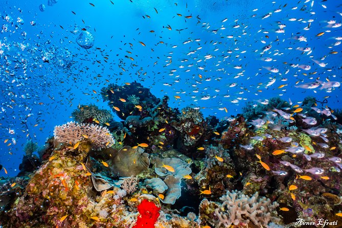 Introduction Diving at Coral Reef With Instructor - 40 Minutes - What You Will Learn