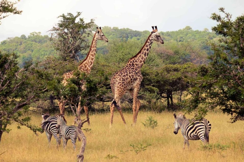 Isimangaliso Wetlands Park & Boat Cruise Tour From Durban - Wildlife and Attractions