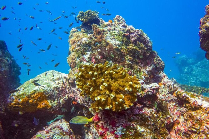 Isla Del Caño Snorkeling Tour From Uvita - Inclusions and What to Expect