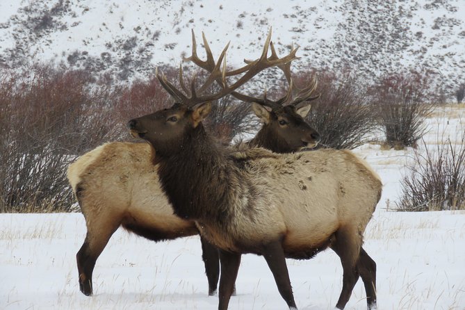 Jackson Hole & Grand Teton Park - Half-Day Wildlife Tour - Morning - Inclusions