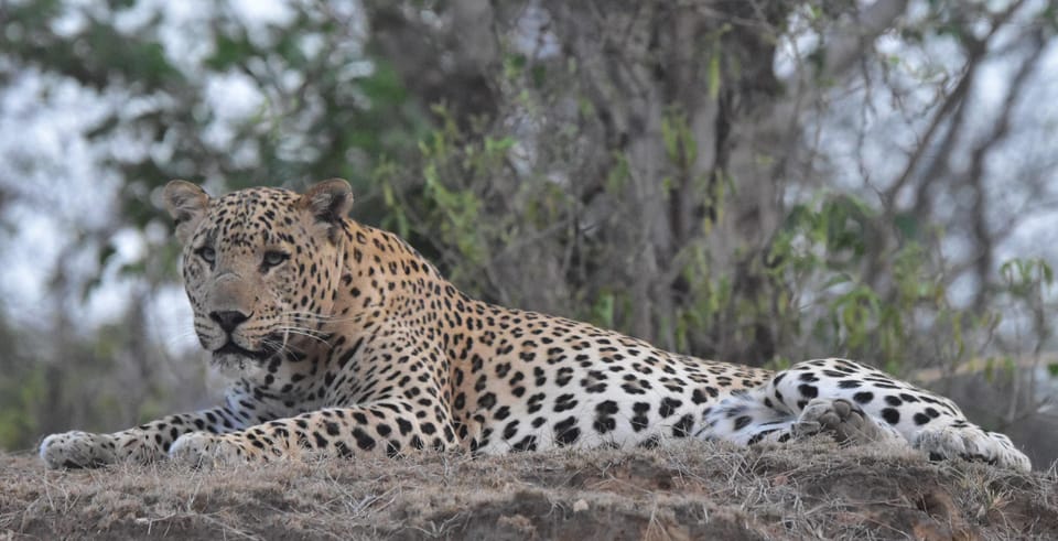 Jaipur: Private Guided Safari at Amagarh Leopard Reserve - Wildlife and Biodiversity