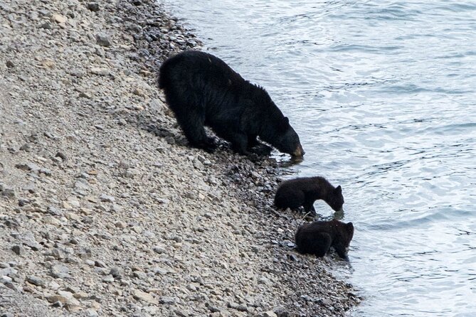 Jasper Evening Wildlife Tour - Pickup Information