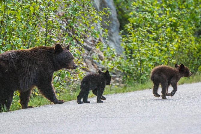 Jasper Wildlife and Waterfalls Tour With Maligne Lake Hike - Wildlife Encounters