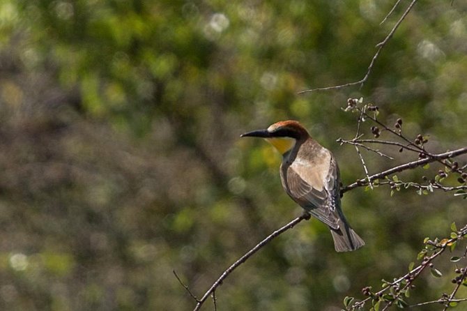 Jeep Tour to David Gareja Semi-Desert Wildlife - Inclusions
