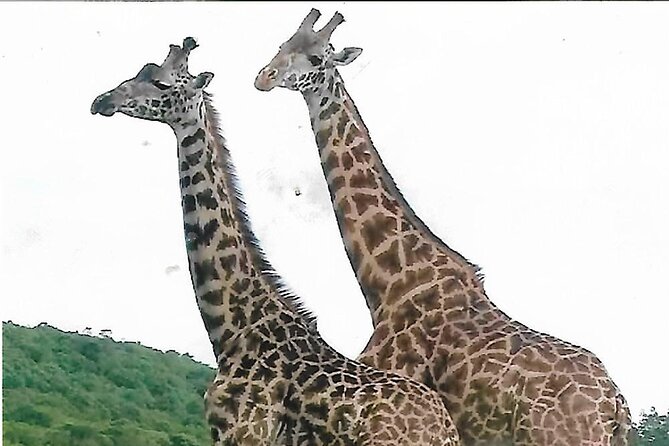 Joining Safari Three Days From Mwanza - Inclusions and Exclusions