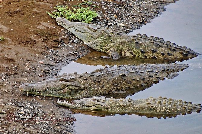 Jungle Crocodile Safari - Punta Arenas Highlights - Exploring Puerto Caldera