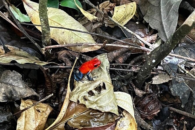 Jungle River, Sloth Sanctuary and Poisonous Frogs. - Exploring the Corobici River
