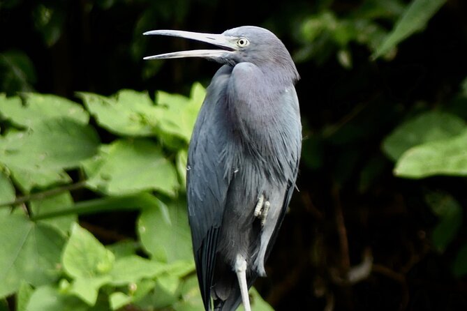 Jungle Safari in Playa Samara - Safari Highlights