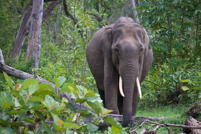 Kabini Nagarhole National Park From Bangalore - Inclusions and Amenities