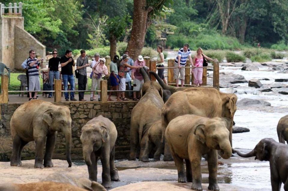 Kandy to Pinnawala Elephant Orphanage by Tuk - Itinerary and Highlights