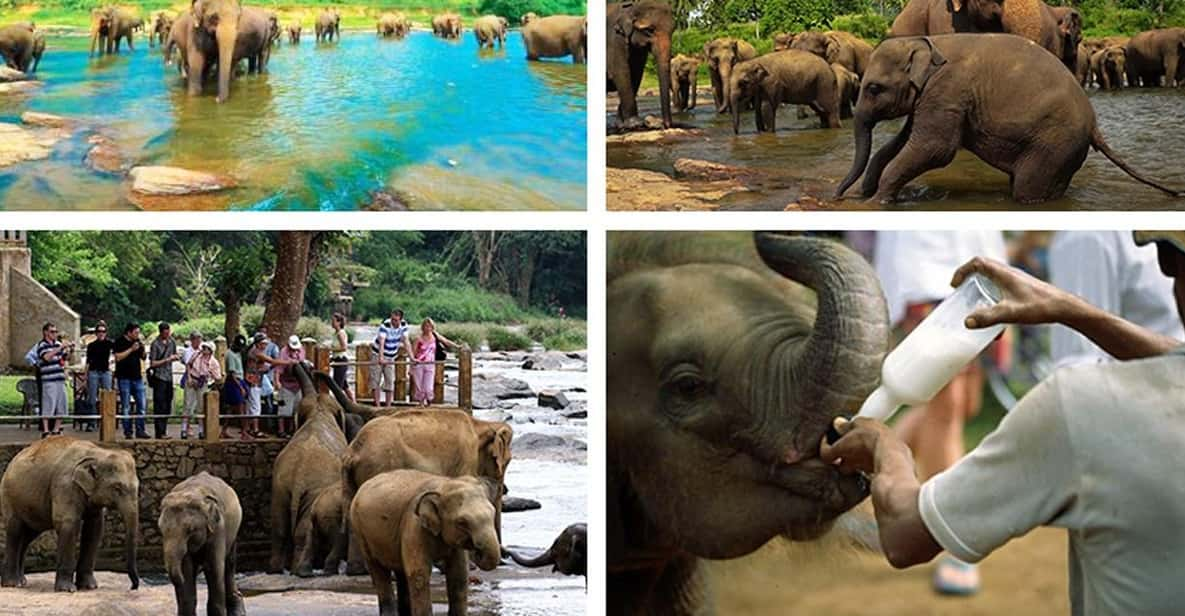 Kandy To Pinnawala Elephant Orphanage Private Tour - Itinerary Details