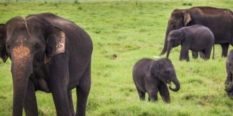 Kaudulla National Park: Afternoon Game Drive - Witnessing Asian Elephants