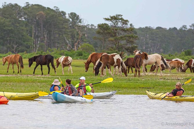 Kayak Tour Along Assateague & Chincoteague Island, Virginia - Wildlife Encounter Highlights