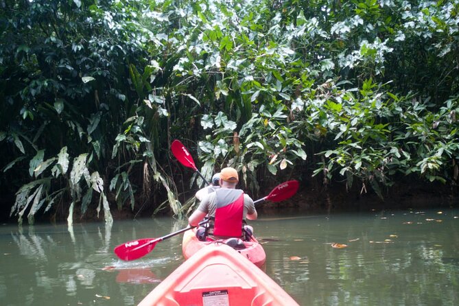 Kayaking Tour in Gandoca Lagoon Throug Mangrove Forest - Inclusions