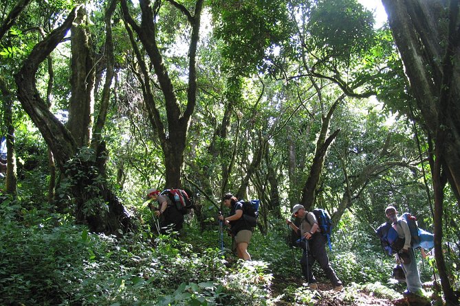 Kilimanjaro Climb • Lemosho Route ~ 12 Day - Culinary Experience on the Trek