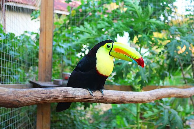 King Kong Extreme Zipline, City Tour, Sloths & Monkeys, Private Shuttle - Wildlife Encounters