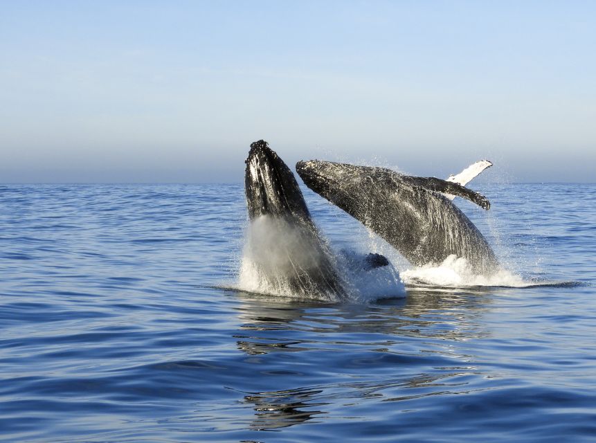 Knysna: Close Encounter Whale Watching Tour by Boat - Highlights and Inclusions