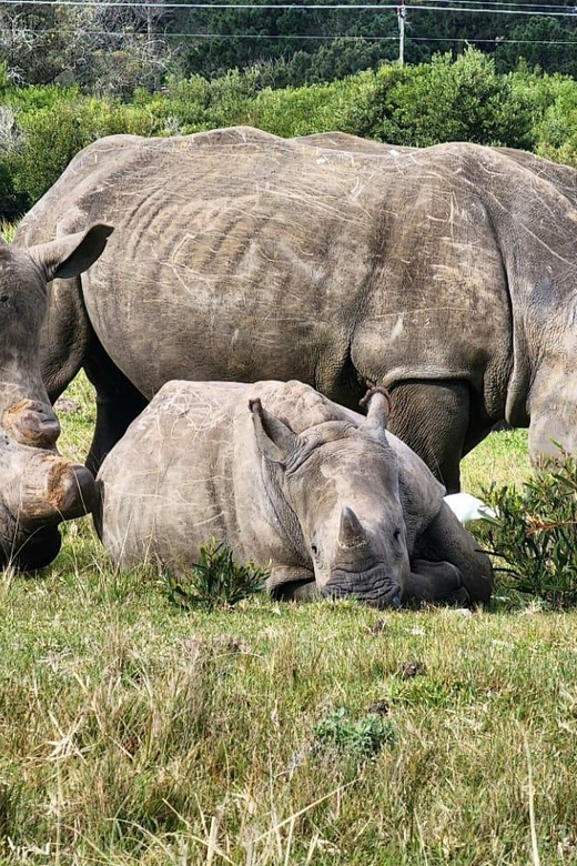 Kragga Kamma Game Park Half Day Safari