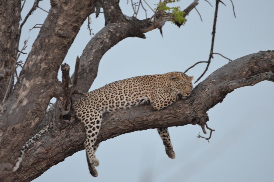 Kruger Morning Game Drive From Marloth Park & Komatipoort - Activity Details