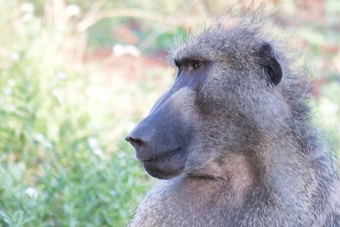 Kruger National Park - 1 Day (Open Vehicle) - Whats Included in the Tour