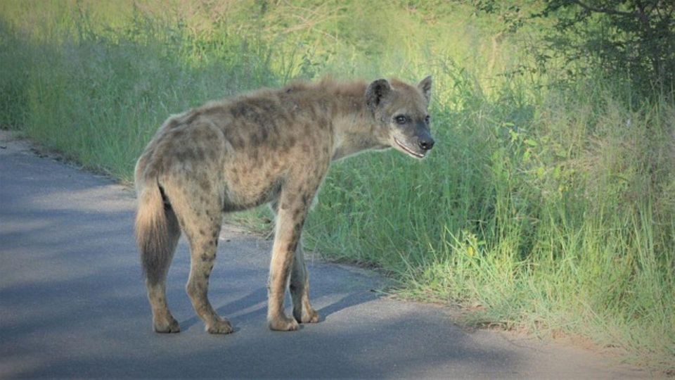 Kruger National Park 2 Days - Getting to Kruger National Park