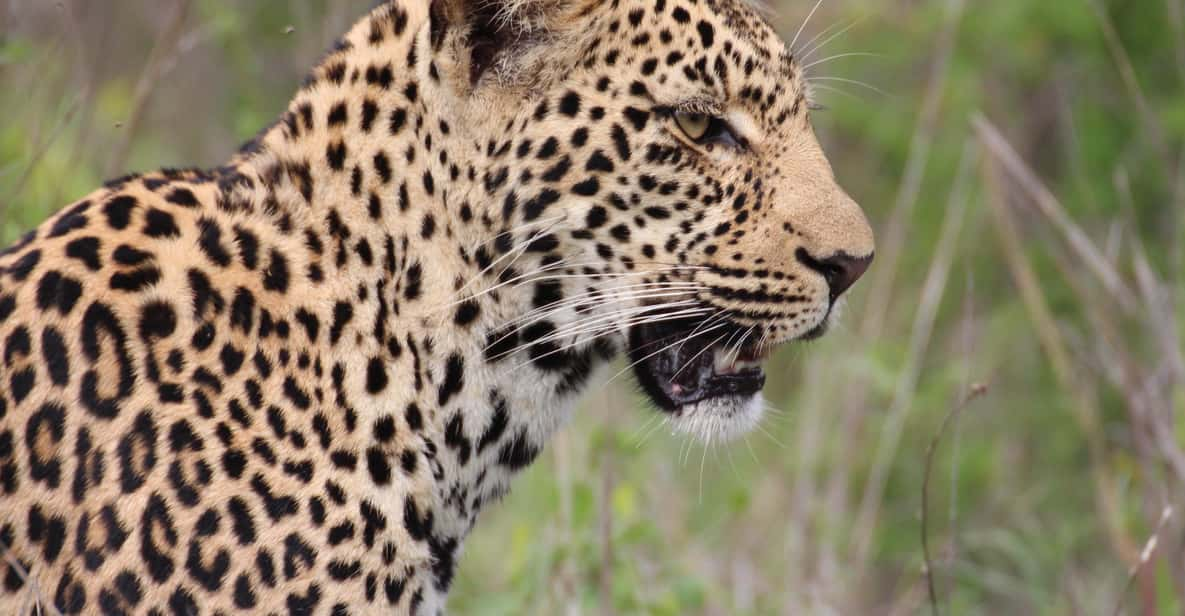 Kruger National Park: 3-Day Essence of the Kruger Safari - Itinerary Highlights