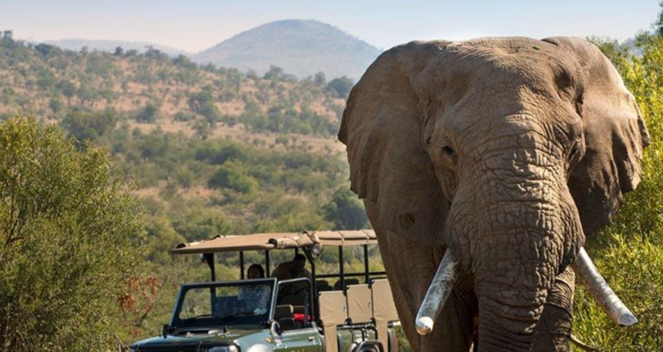 Kruger National Park 3 Day Private Tour From Johannesburg - Exploring Kruger National Park