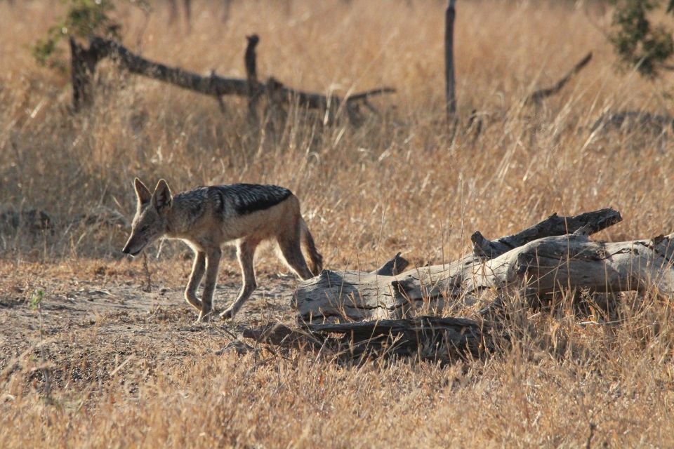 Kruger National Park Full-Day Safari - Viewing the Big 5 Animals