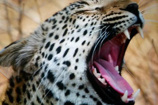 Kruger National Park Full Day Tour Minimum 2people - Inclusions and Amenities