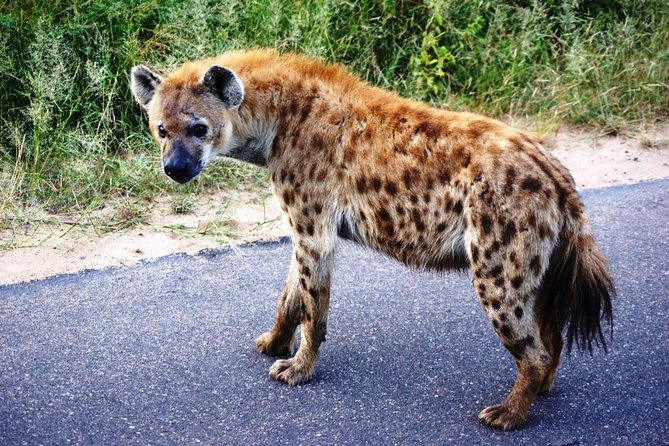 Kruger Park 2-Day Safari From Maputo (Open-Backed Safari Vehicle) - Itinerary and Activities