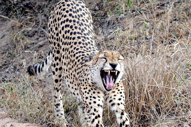 Kruger Park Safari: Guided Day Tour From Nelspruit - Tour Logistics