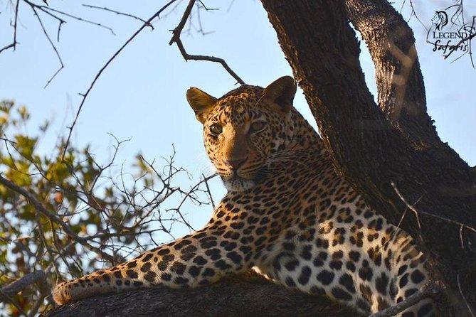 Kruger Safari Tour - Morning Half Day - Customer Reviews and Ratings