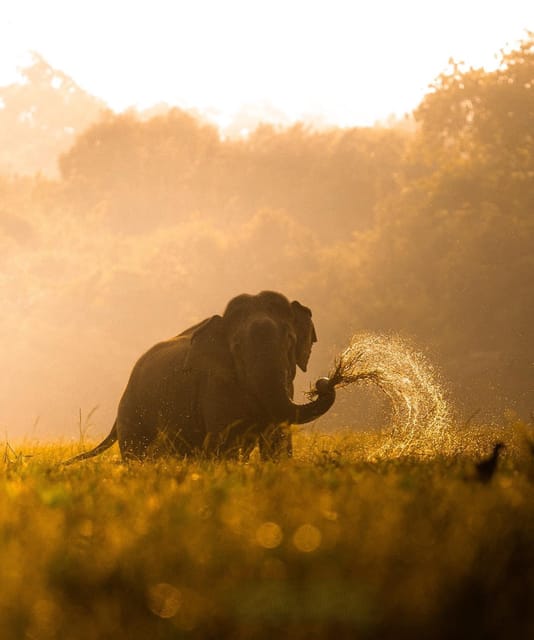 Kumana National Park: Morning Afternoon Leopard Safari (6h) - Tour Experience and Itinerary