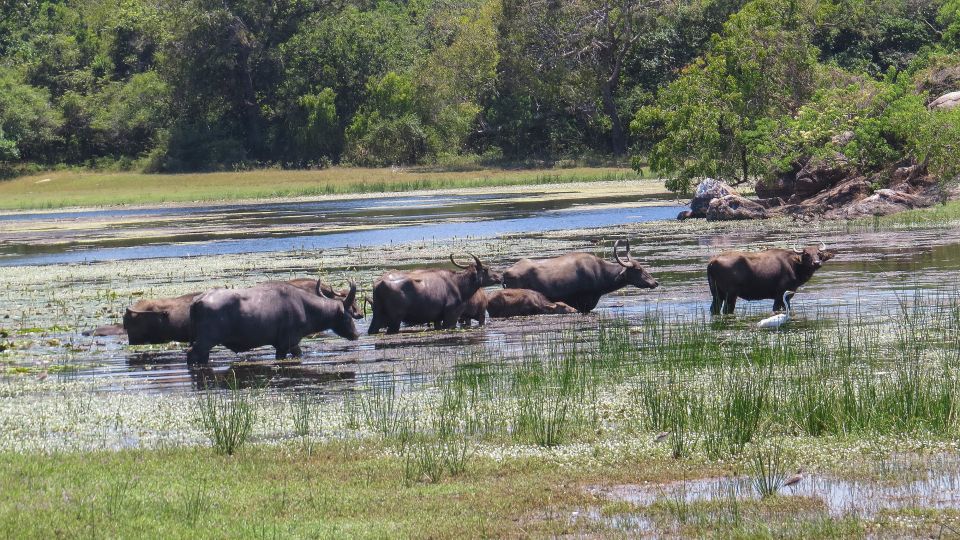 Kumana: Private 3-Hour Kumana National Park Safari - Wildlife Experience