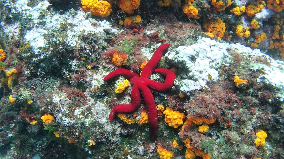 La Herradura: Cerro Gordo Natural Park Kayak & Snorkel Tour - Activity Highlights