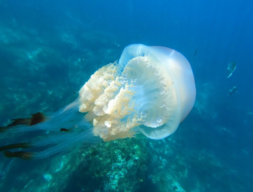 La Herradura: Kayak & Snorkel Tour to Cerro Gordo Reserve - Experience and Itinerary