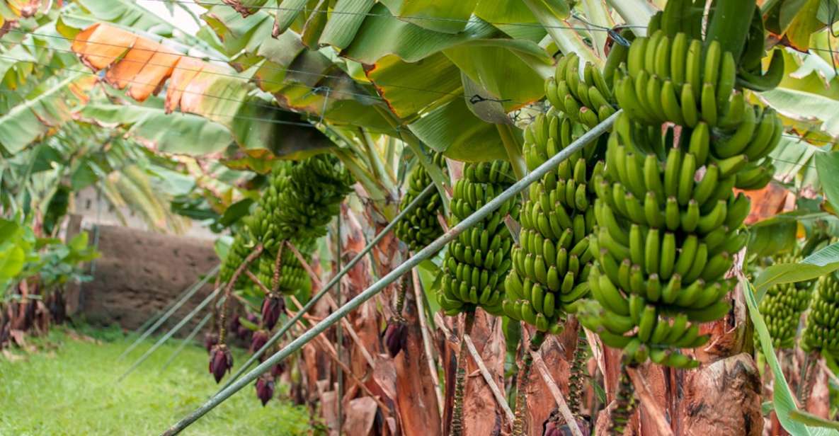 La Orotava: Eco-Banana Plantation Tour With Banana Liquor - Highlights and Activities