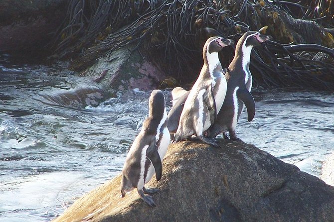 La Serena: Full Day to Damas Island & Humboldt Penguin National Reserve - Itinerary Highlights