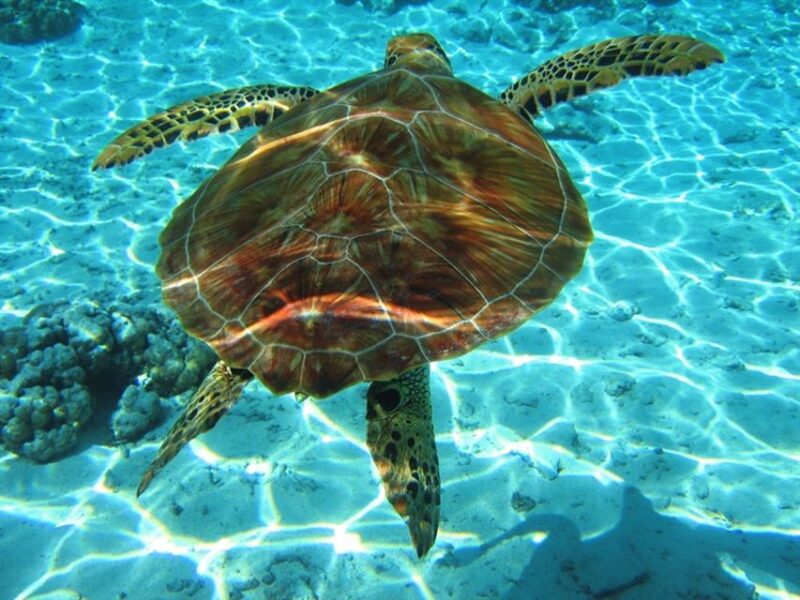 Laganas Zakynthos: Marathonissi, Keri Caves and Turtles Spot - Highlights and Activities
