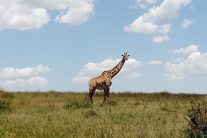 Lake Naivasha & Crescent Island Day Trip. - Optional Activities