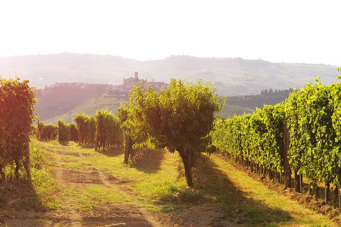 Langhe (Piedmont): Wine Tasting Experience - Accessibility and Participation
