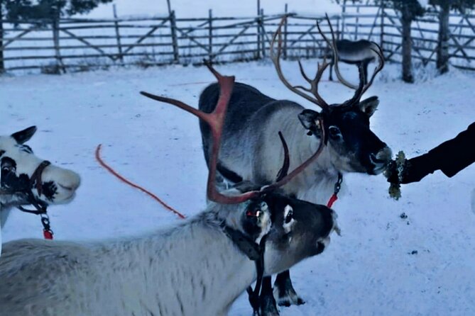 Lapland Reindeer Safari From Levi - Customer Reviews and Feedback
