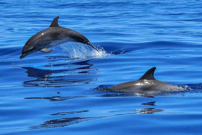 Lisbon Cruise With Dolphin Watching - Accessibility and Physical Requirements